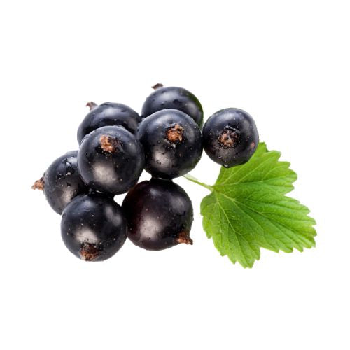 Buy Black Currant Flavor Oil Online