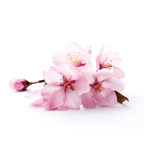 Japanese Cherry Fragrance Oil